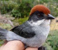 Antioquia Brush-Finch
