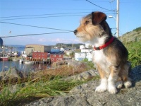 Sandy Keeping Watch Over the Town of Salvage, NL