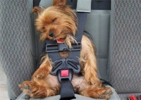 Sleepy passenger