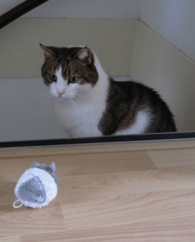 Goofie: Now that's an excellent  mouse for lazy cats....:))
