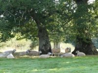 Sheep Resting