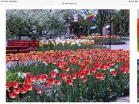 Holland, Mi Tulip Festival