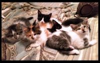 Pile of Kittens