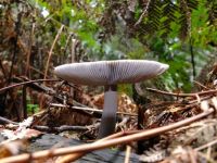 Tasmanian Fungi