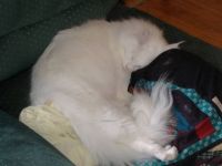 The Iceman so tired after a hard days showing, for VermontMeow.