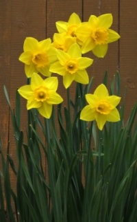 Daffodils _1525