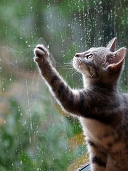 Solve Good Morning Rainy Day Kitty Jigsaw Puzzle Online With 12