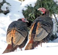 Wild Turkeys: Two at the slash pile