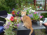 Alfie among the flowers