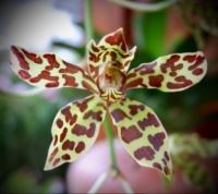 Pretty Orchid