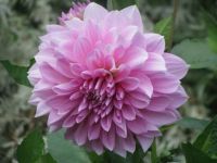 Butchart Gardens BC