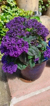 My heliotrope, great colour and scent of cherry pie!!