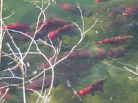 Adams River Salmon Run