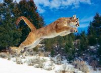 jumping cougar