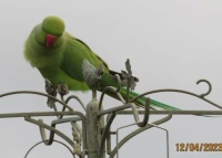 This Parakeet looks as if it will take a more direct approach to get on the feeder