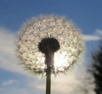 PUSTEBLUME