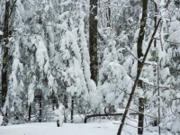 Snow in the forest during the storm
