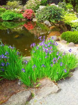 Irises at Shore Acres