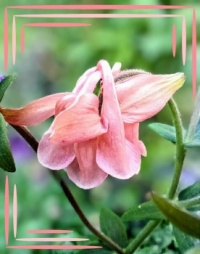 💜 Time for Aquilegia 💜