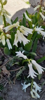 Spring is here