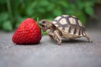 Cute Lil Turtle!