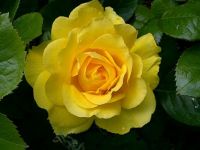 Portland Oregon yellow rose