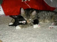 Cuteness Overload