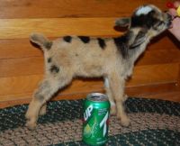 Bottle Baby Goat "Rat Boy"