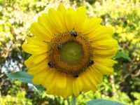 sunny the sunflower