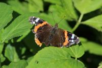 Butterfly damaged by the rain