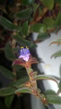 Purple Flower.