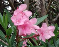 pink blossoms