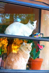 The Window Box