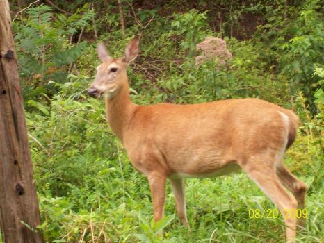 A DEER