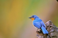 Blue flycather
