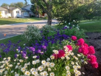 Front yard flowers