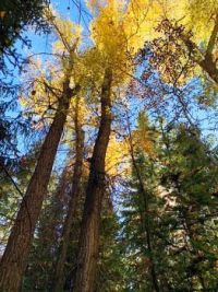 Aspen  Colorado Tall trees