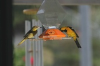 Hooded Orioles