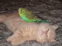 Unusual friends