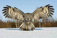 The Great Grey Owl