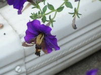 hummingbird moth