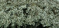 Spring blossoms in Grass Valley, CA - April 2019