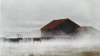 Fog and horses in Manhattan Montana