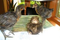 Three brown chicks