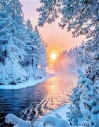 Serene Snow Covered Forest