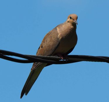 Solve Kansas Mourning Dove jigsaw puzzle online with 49 pieces