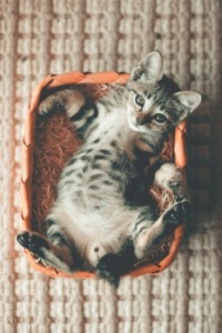 Cute Kitten in a Basket