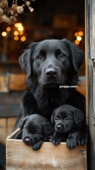Precious Animals 304
