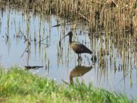 Zwarte ibis te Bunschoten