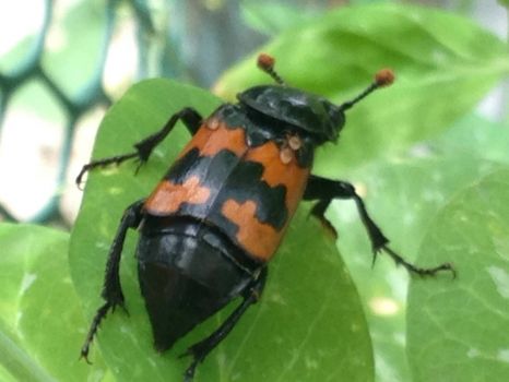 Burying Beetle